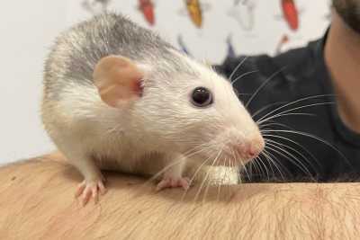 C'� chi al posto di gatti e criceti adotta i ratti: �Tanti pregiudizi, ma sono affettuosi e intelligenti�